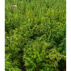 O apanhador nos campos de prensado - Image 2