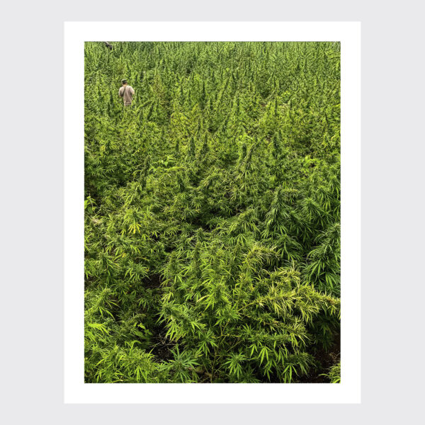 O apanhador nos campos de prensado